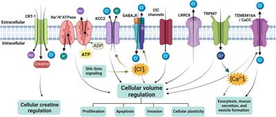 Editorial: Chloride homeostasis in animal cell physiology
